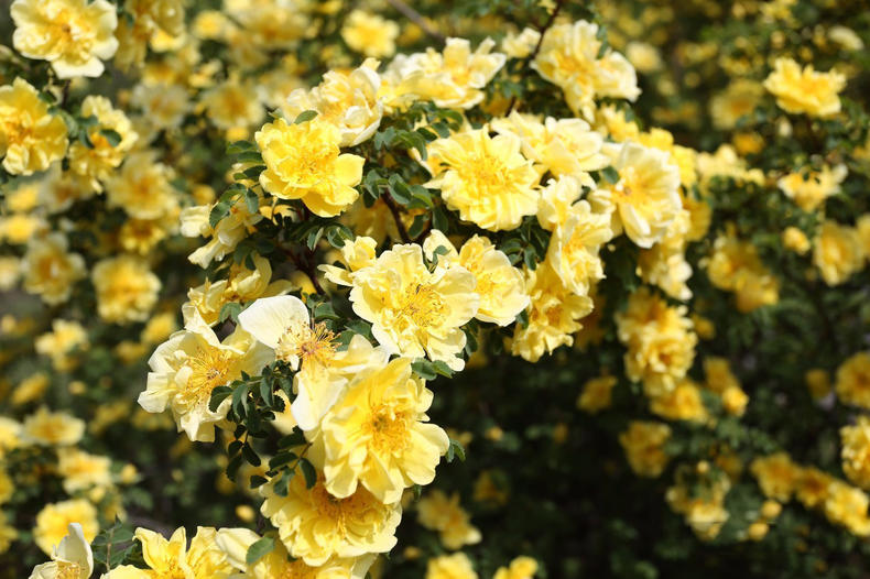 蔷薇月季玫瑰的区别,玫瑰是月季和蔷薇的杂交