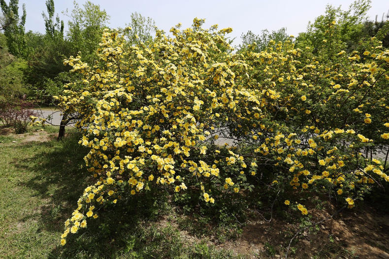蔷薇月季玫瑰的区别,玫瑰是月季和蔷薇的杂交