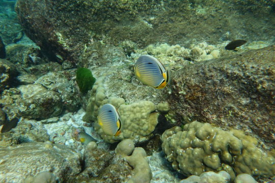 索尼黑卡m10相机,口袋相机黑卡