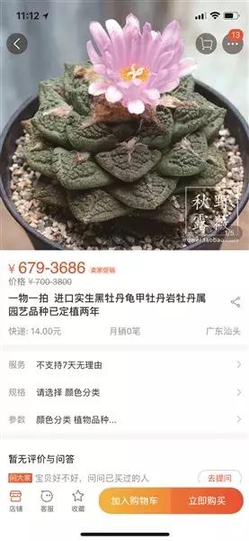 警惕！部分“海淘”多肉植物可让人致幻！卖家却依然在销售！