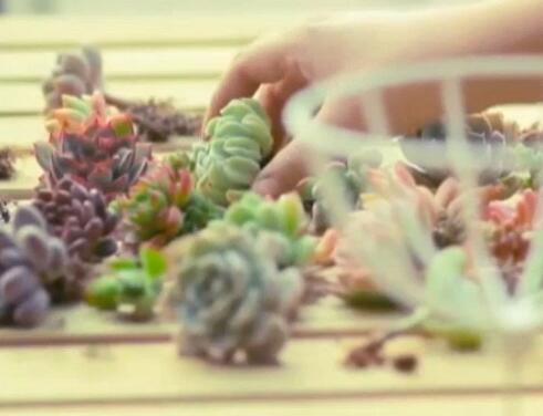 海淘多肉哪些东西不宜买,多肉海淘违法吗