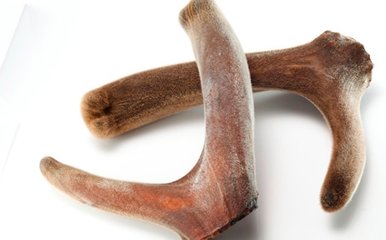 鹿茸的功效与作用禁忌有哪些,鹿茸有什么功效与作用和禁忌