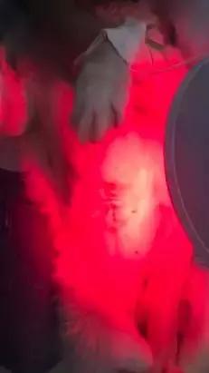 牛膈疝的症状和危害,动物轻微脐疝处理