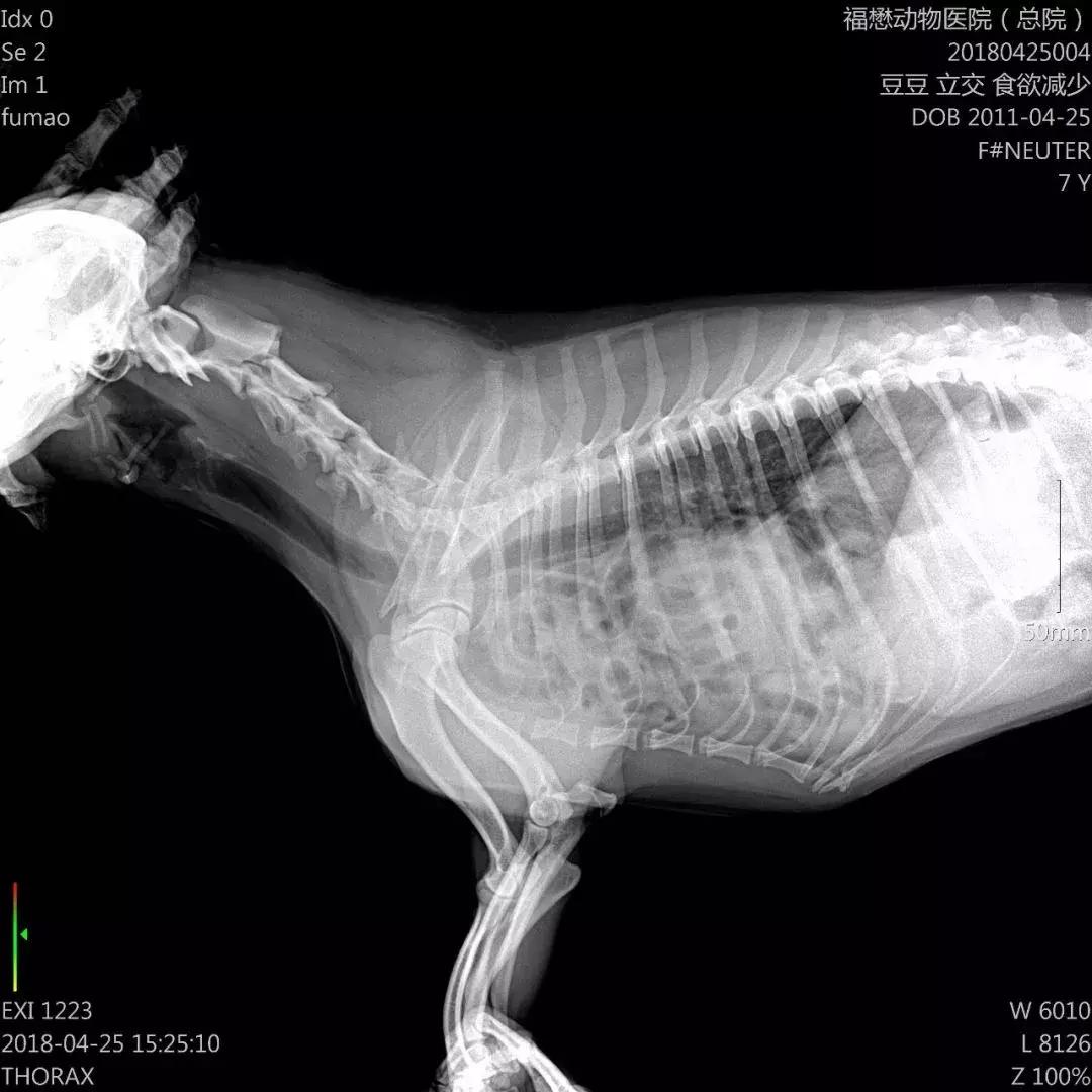 牛膈疝的症状和危害,动物轻微脐疝处理