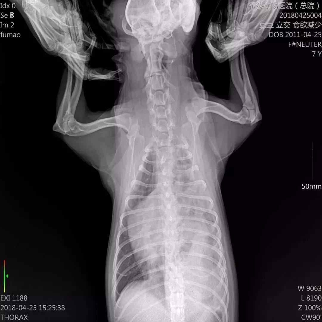 牛膈疝的症状和危害,动物轻微脐疝处理