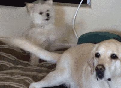 牛膈疝的症状和危害,动物轻微脐疝处理