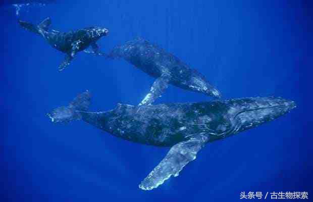 蓝鲸的祖先在陆地上长什么样,蓝鲸的祖先体型跟现在哪个大