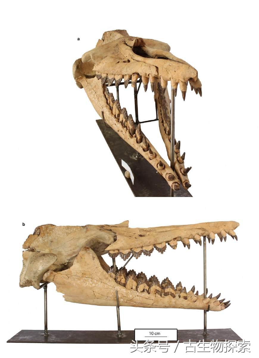 蓝鲸的祖先在陆地上长什么样,蓝鲸的祖先体型跟现在哪个大