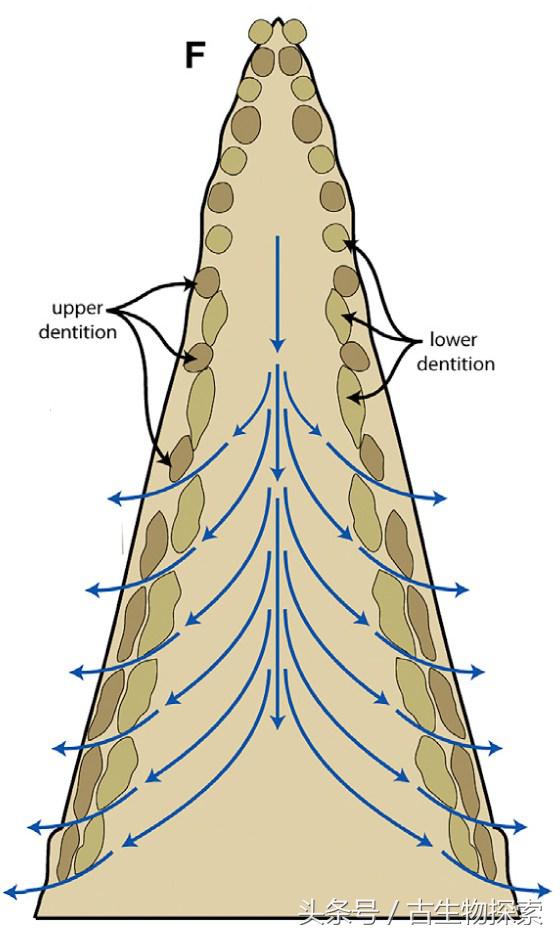蓝鲸的祖先在陆地上长什么样,蓝鲸的祖先体型跟现在哪个大