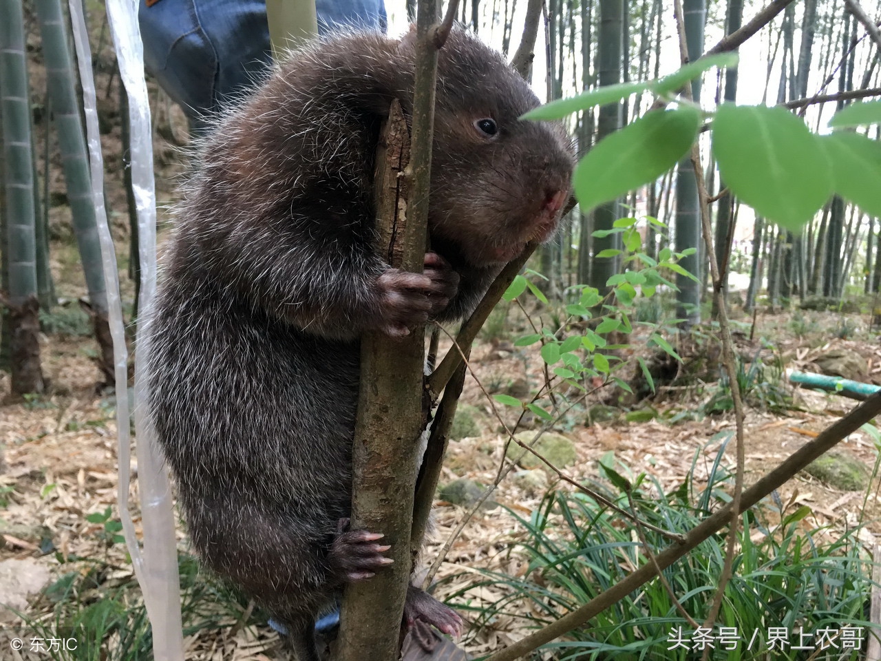 竹鼠吃崽解决方法,良丰农业养殖视频