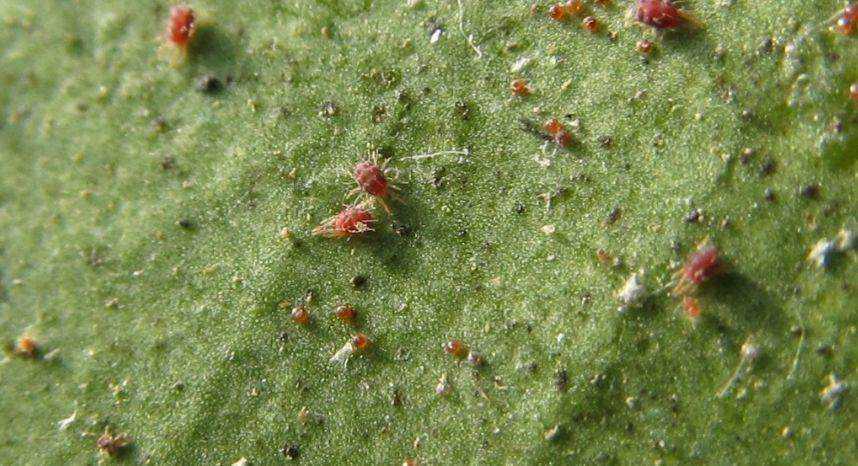 花土生小虫用什么办法杀虫,花卉生虫杀虫办法