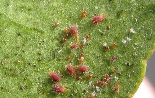 花土生小虫用什么办法杀虫,花卉生虫杀虫办法