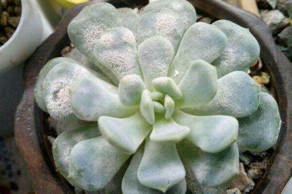 花土生小虫用什么办法杀虫,花卉生虫杀虫办法