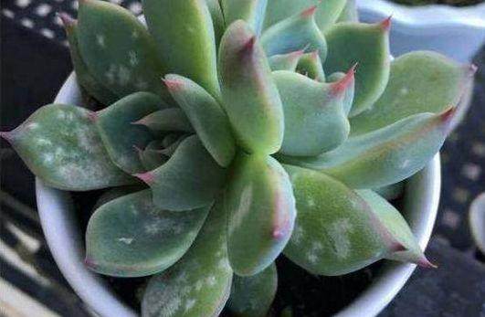 花土生小虫用什么办法杀虫,花卉生虫杀虫办法