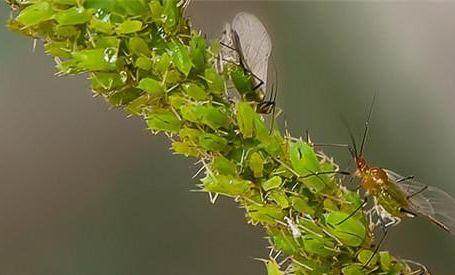 花土生小虫用什么办法杀虫,花卉生虫杀虫办法