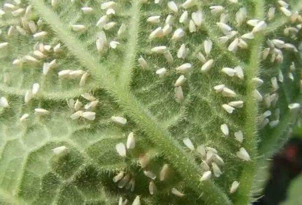 花土生小虫用什么办法杀虫,花卉生虫杀虫办法