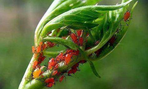 花土生小虫用什么办法杀虫,花卉生虫杀虫办法