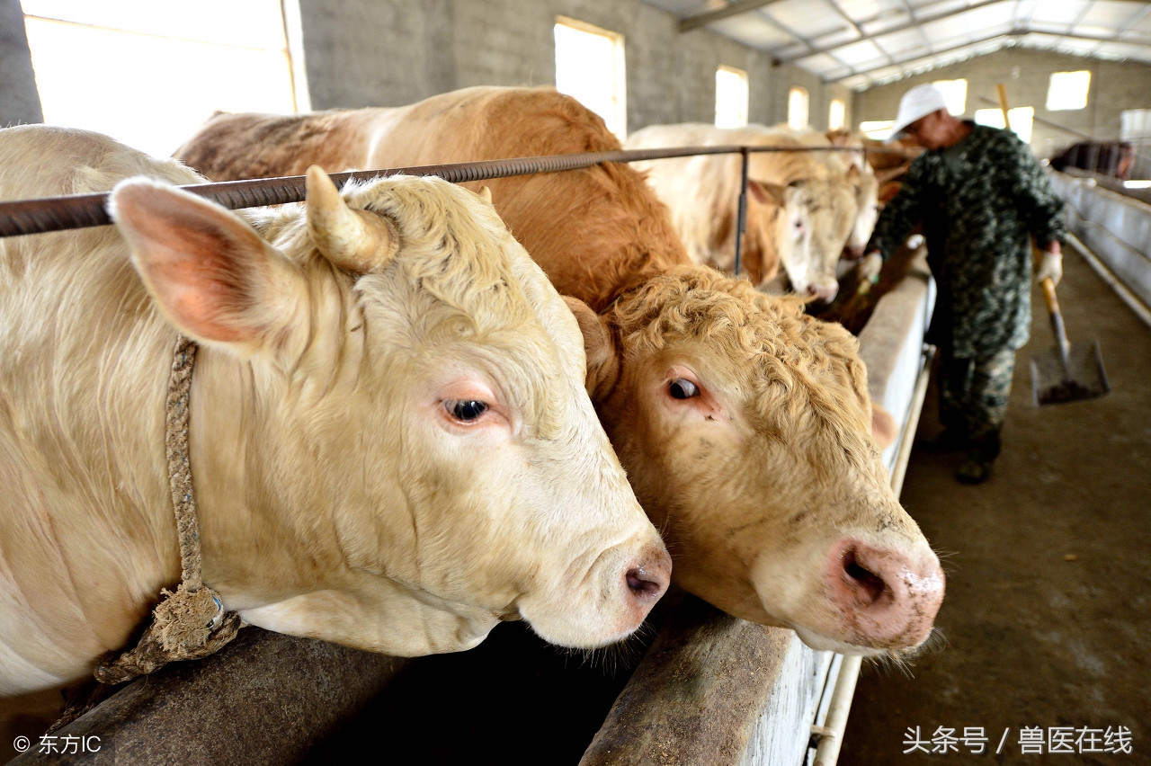 山东的肉牛好出售吗,山东牛养殖基地是真的还是假的