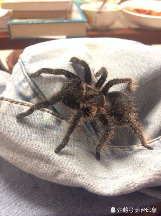 寝室可以养宠物吗,学校寝室养宠物违法吗