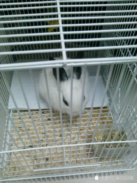 寝室可以养宠物吗,学校寝室养宠物违法吗