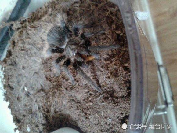 寝室可以养宠物吗,学校寝室养宠物违法吗