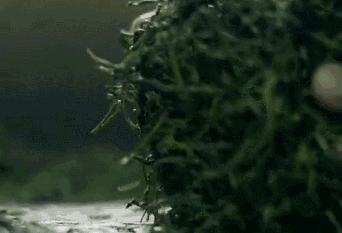 作为口粮茶哪款金骏眉好喝,金骏眉茶毫越多茶越高档吗