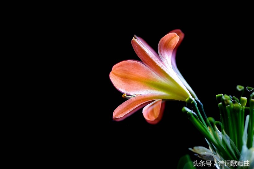 谁说毛*东泽**没写过抗日有关诗词,这几首难道不是?