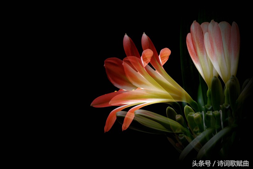 谁说毛*东泽**没写过抗日有关诗词,这几首难道不是?