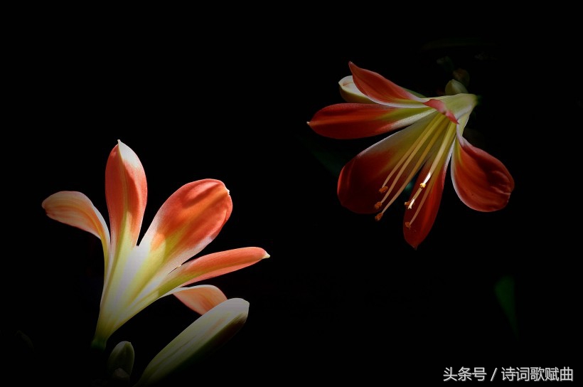 谁说毛*东泽**没写过抗日有关诗词,这几首难道不是?