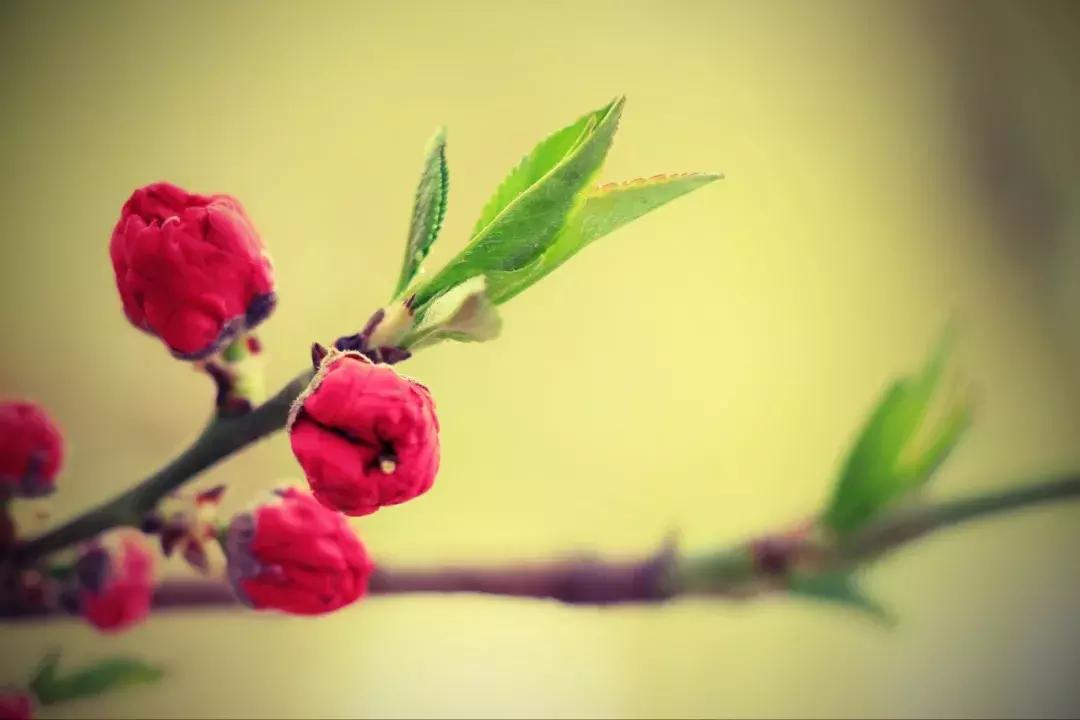 儿童识汉字顺口溜,认字认半边的顺口溜