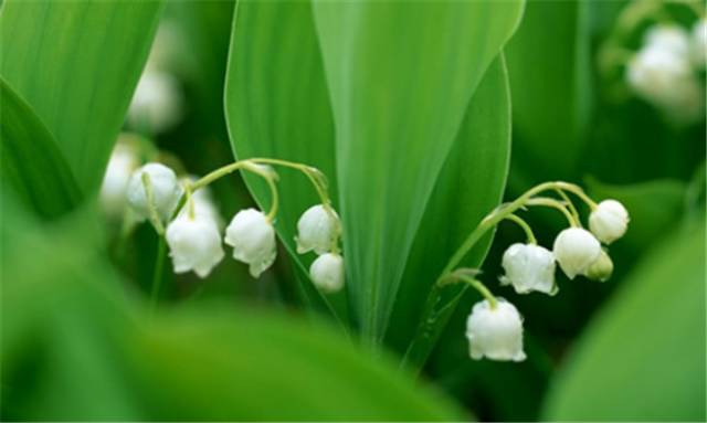 张启明书法家,张启明书法作品