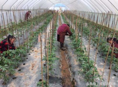 番茄膨果期用平衡肥还是用高钾肥,番茄不膨