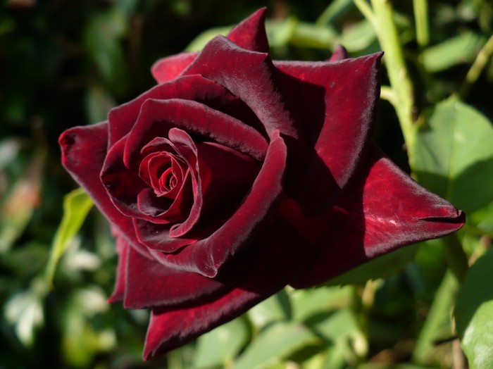 涨知识了!农村常见的月季花竟然有这么多品种