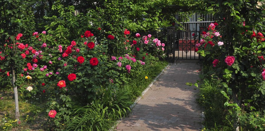 涨知识了!农村常见的月季花竟然有这么多品种