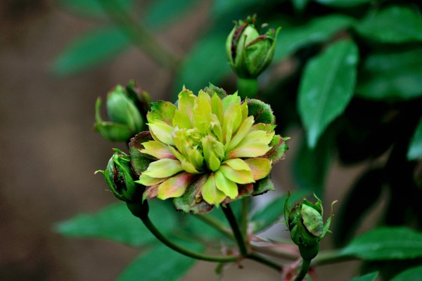 涨知识了!农村常见的月季花竟然有这么多品种