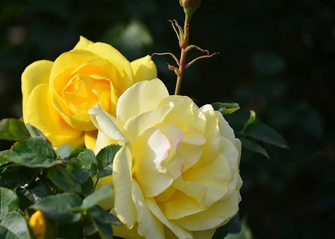 涨知识了!农村常见的月季花竟然有这么多品种