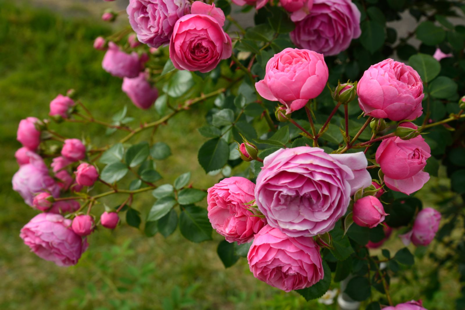 涨知识了!农村常见的月季花竟然有这么多品种
