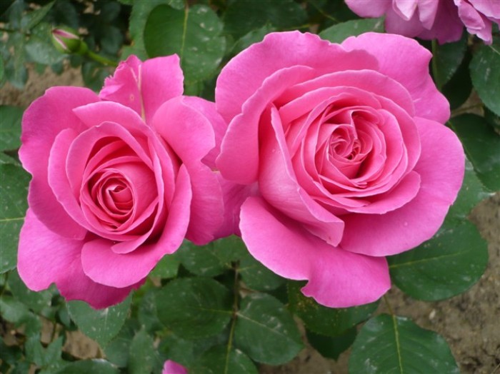 涨知识了!农村常见的月季花竟然有这么多品种