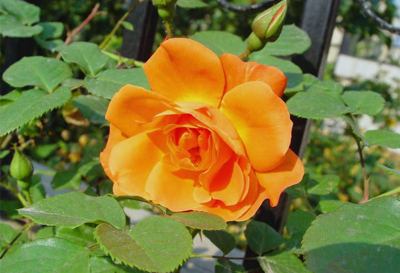 涨知识了!农村常见的月季花竟然有这么多品种