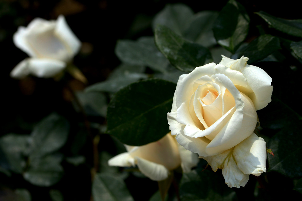 涨知识了!农村常见的月季花竟然有这么多品种