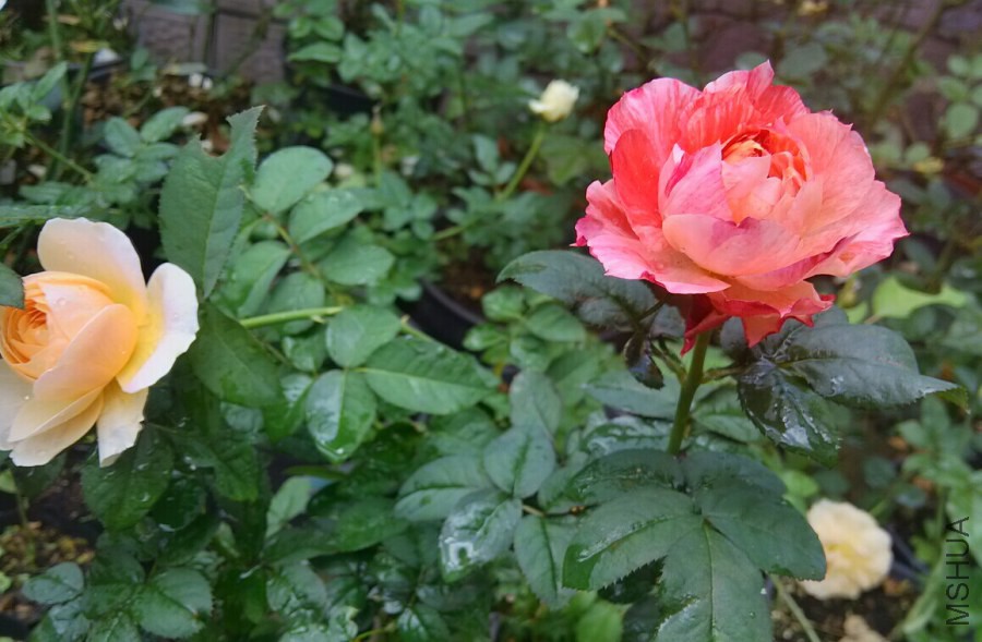 涨知识了!农村常见的月季花竟然有这么多品种