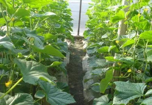 想赚钱的看过来图片,想发家致富的看过来