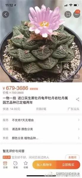 海淘植物有危险：部分″海淘″多肉植物可让人致幻似精神病症状