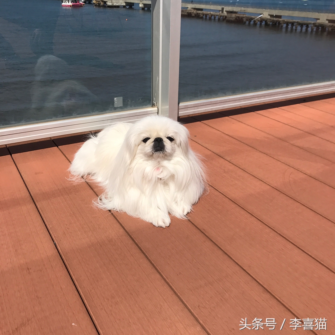 京巴宫廷狮子狗多少钱一只,京巴就是狮子狗吗