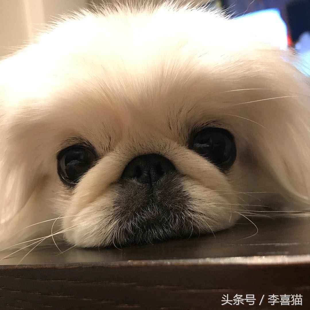 京巴宫廷狮子狗多少钱一只,京巴就是狮子狗吗