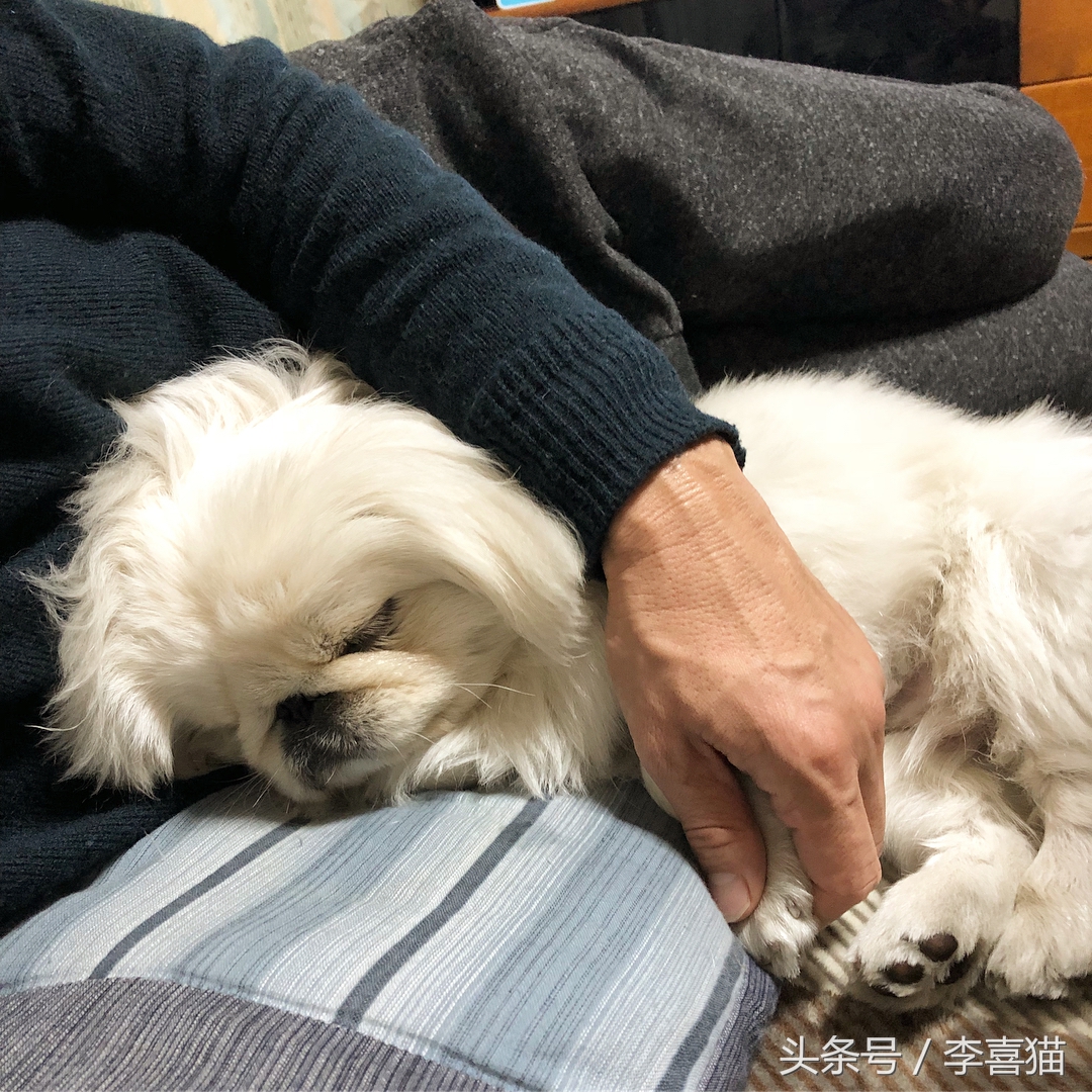 京巴宫廷狮子狗多少钱一只,京巴就是狮子狗吗