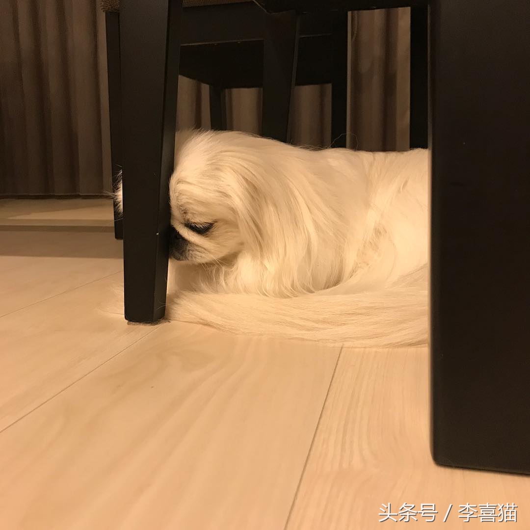 京巴宫廷狮子狗多少钱一只,京巴就是狮子狗吗