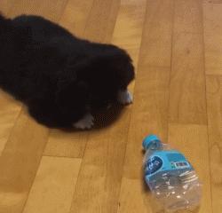 京巴宫廷狮子狗多少钱一只,京巴就是狮子狗吗