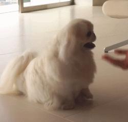 京巴宫廷狮子狗多少钱一只,京巴就是狮子狗吗