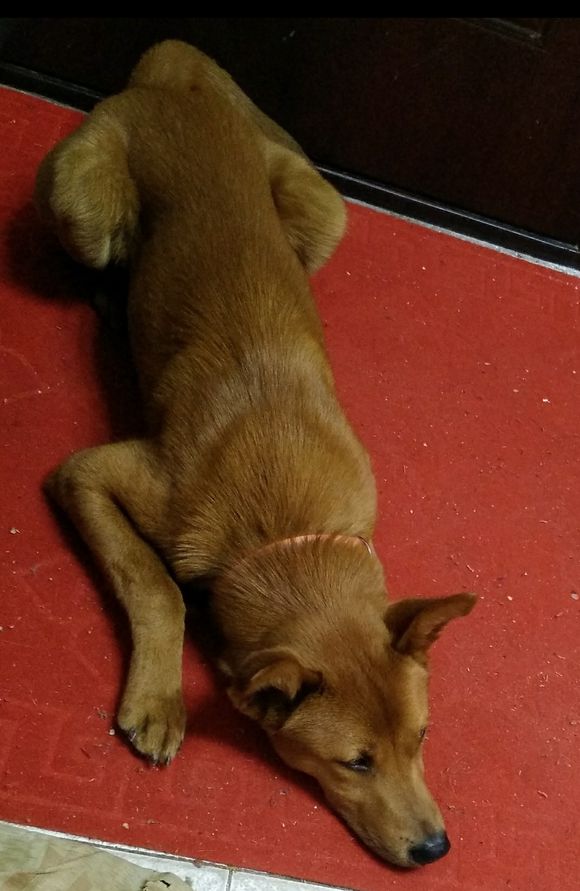 主人被自己的狗咬了应该怎么办,自家狗咬到人了怎么办